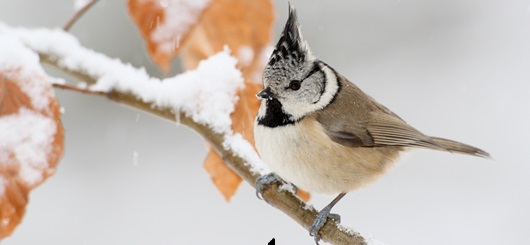Wintereinbruch im Januar: Die Haubenmeise hat Platz 40 bei der Vogelzählung belegt.