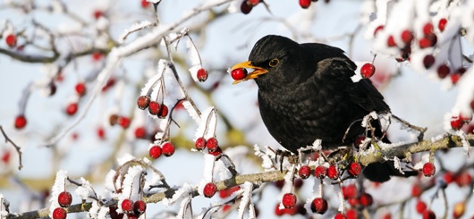 Amsel im Beerenstrauch