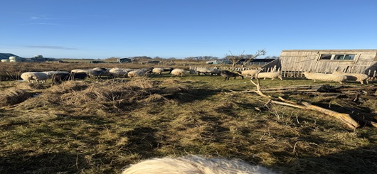 Diese Tiere sind keine Kulisse – sie sind Lebewesen